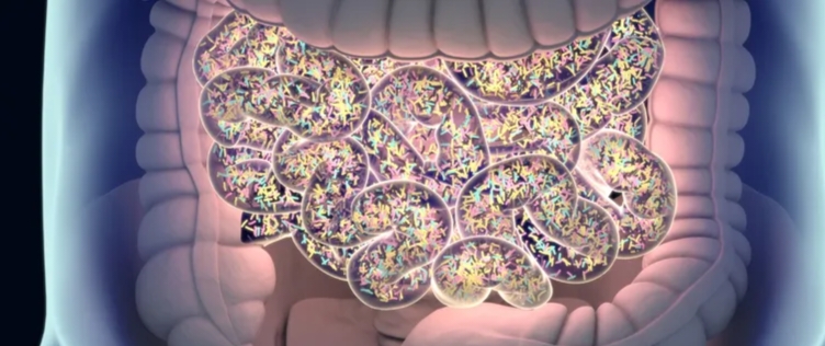 Gut Microbes Cause Fibromyalgia-Like Symptoms in Mice