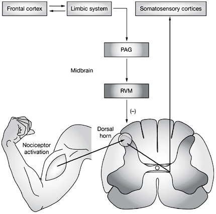 CBT and Mindfulness-Based Therapies for Fibromyalgia