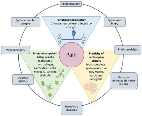 Association of Vitamin B12 and Ferritin Levels With Neuropathic Pain and Disease Severity in Fibromyalgia Syndrome