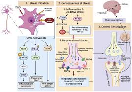 Endoplasmic reticulum stress and oxidative imbalance is the missing link in fibromyalgia pathophysiology