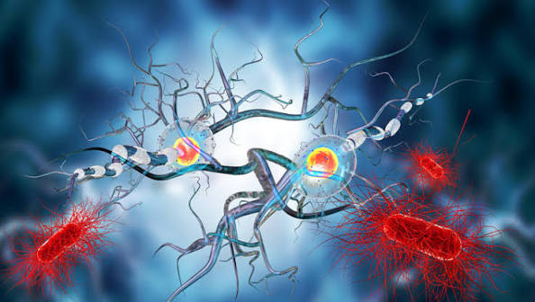 Immune system changes affecting sensory nerves could cause fibromyalgia