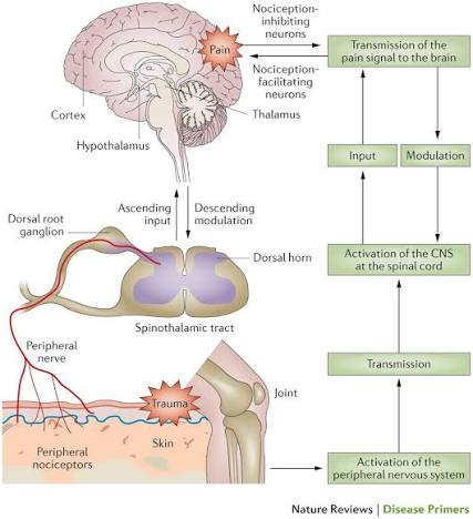 Fibromyalgia Syndrome: A Metabolic Approach Grounded in Biochemistry for the Remission of Symptoms
